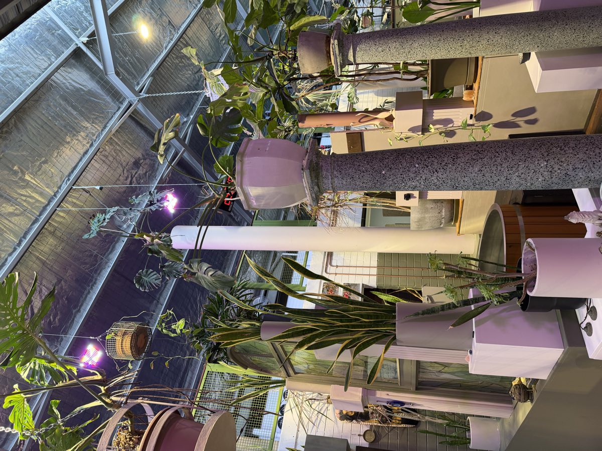 Plants on plinths in the interior garden, lit from above